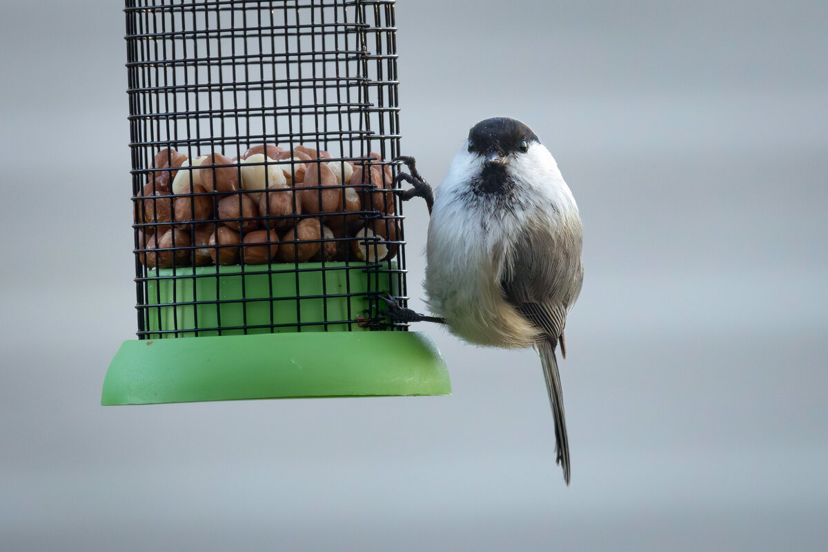 *** - Сергей Брюшинин