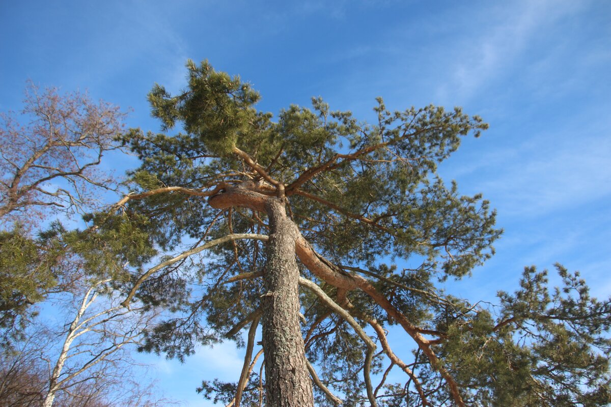 Зеленогорск. Март - Наталья Герасимова Зеленогорск. Март - Наталья Герасимова