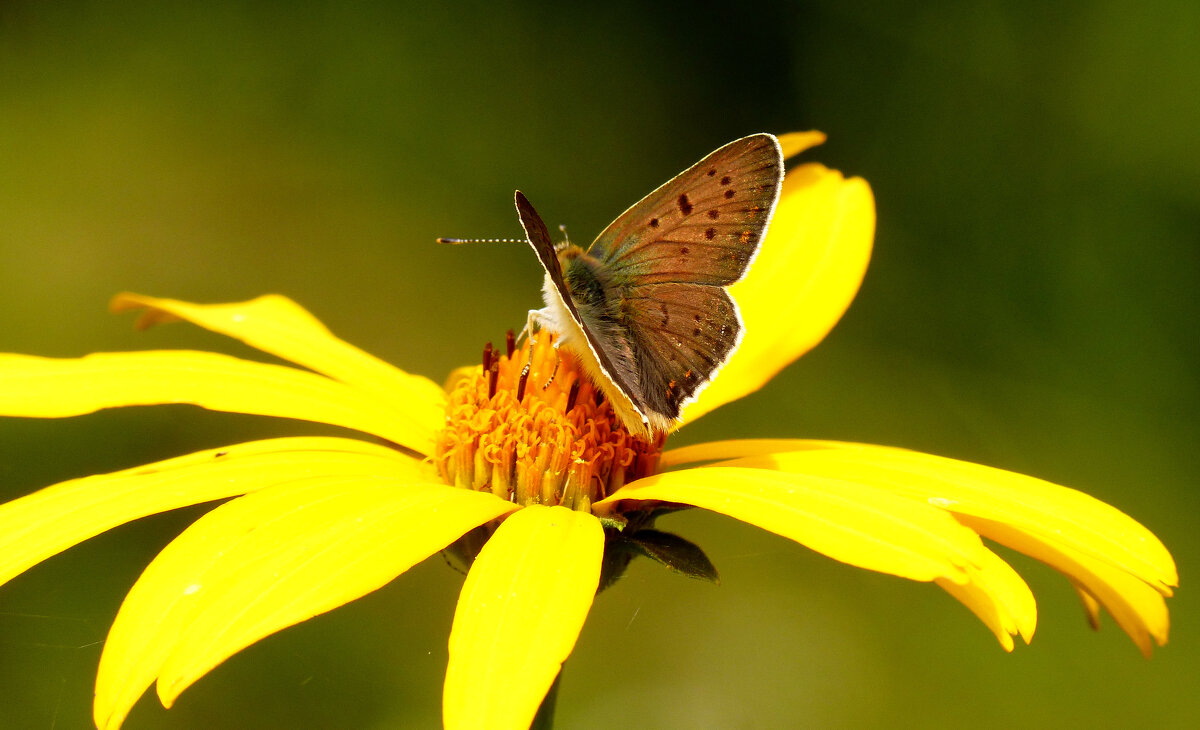опять про бабочек 479 - Александр Прокудин