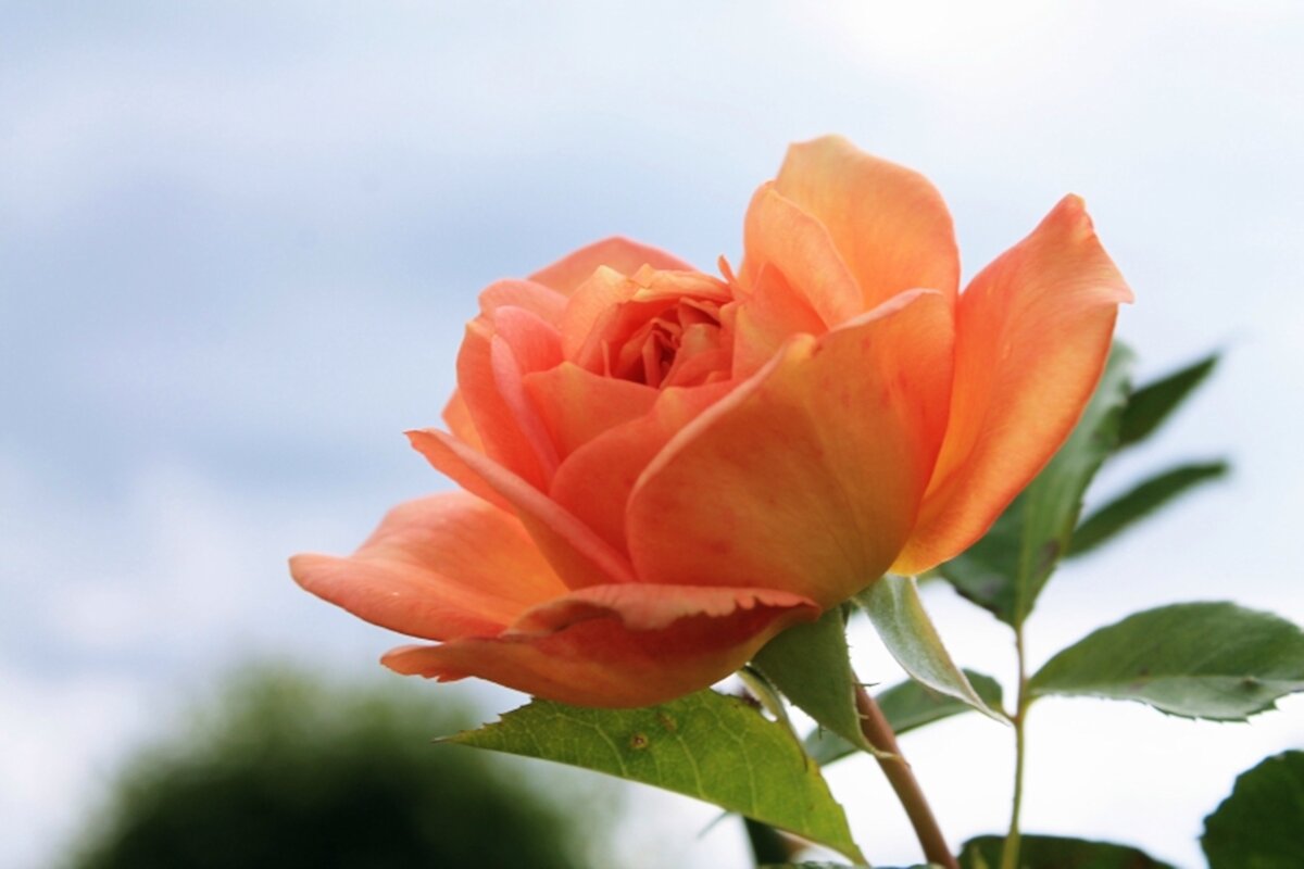 роза - марта Камушкина