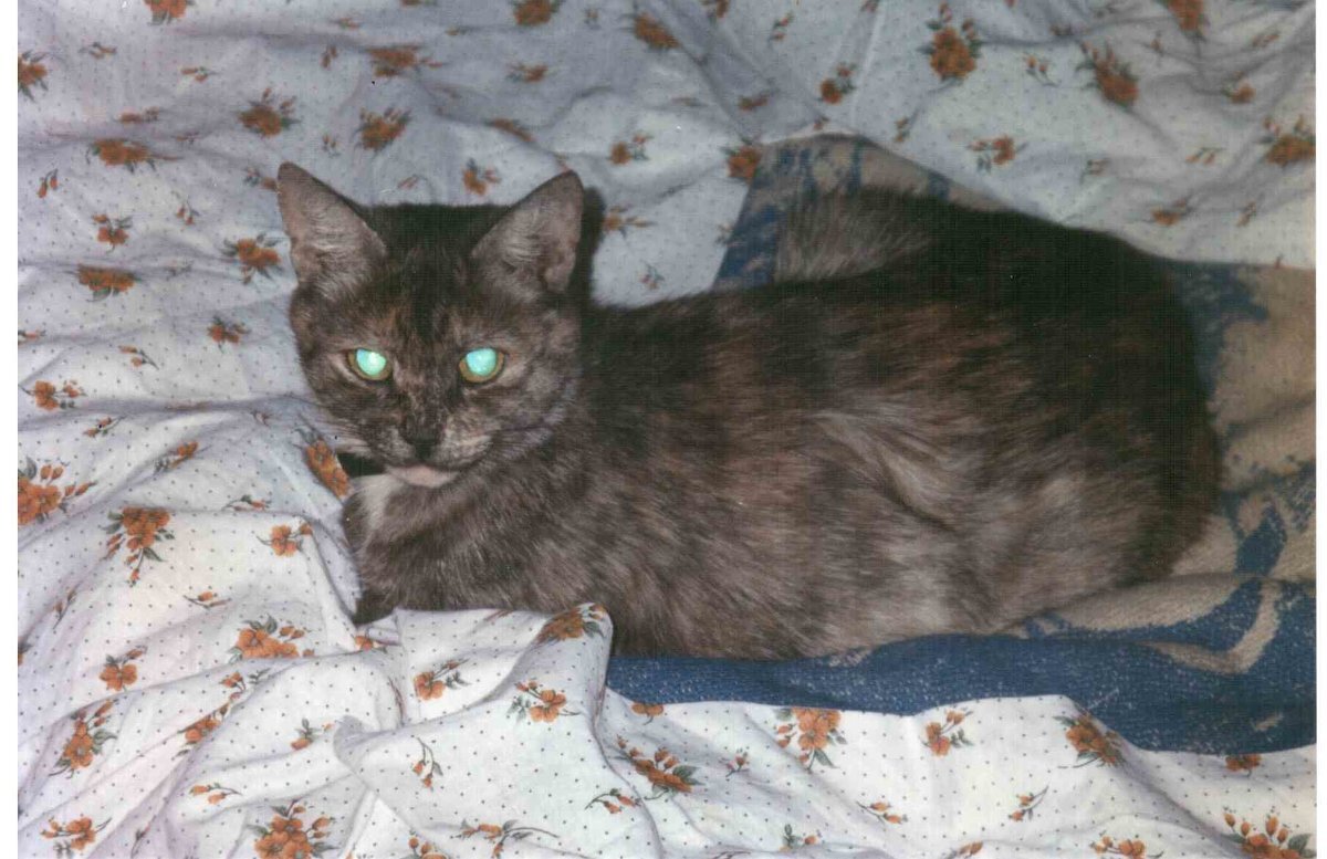 Моя Кисулька - Андрей Лукьянов