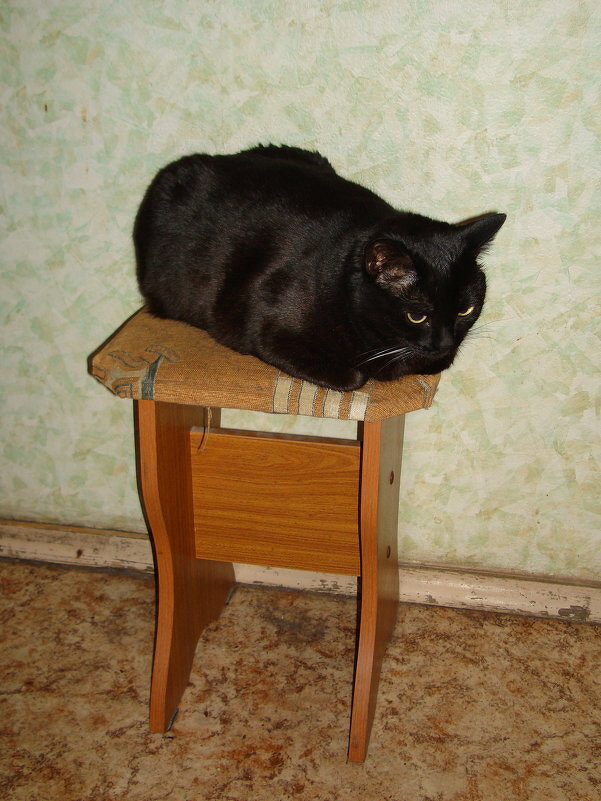 Моя Багира - Андрей Лукьянов Моя Багира - Андрей Лукьянов