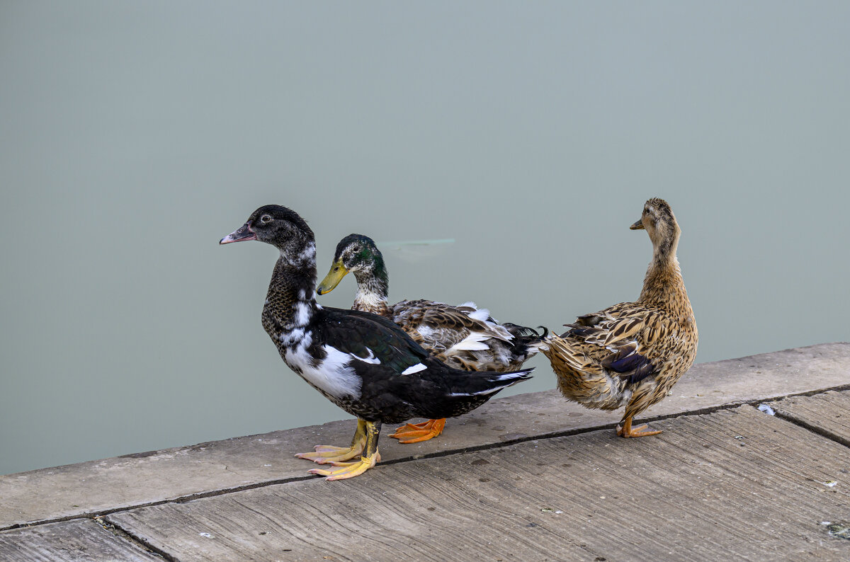 такие разные красавчики - Осень 