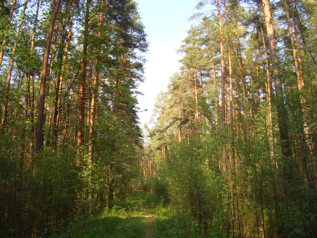 лес - марта Камушкина