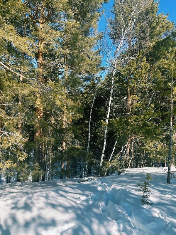 Март - Георгиевич Март - Георгиевич