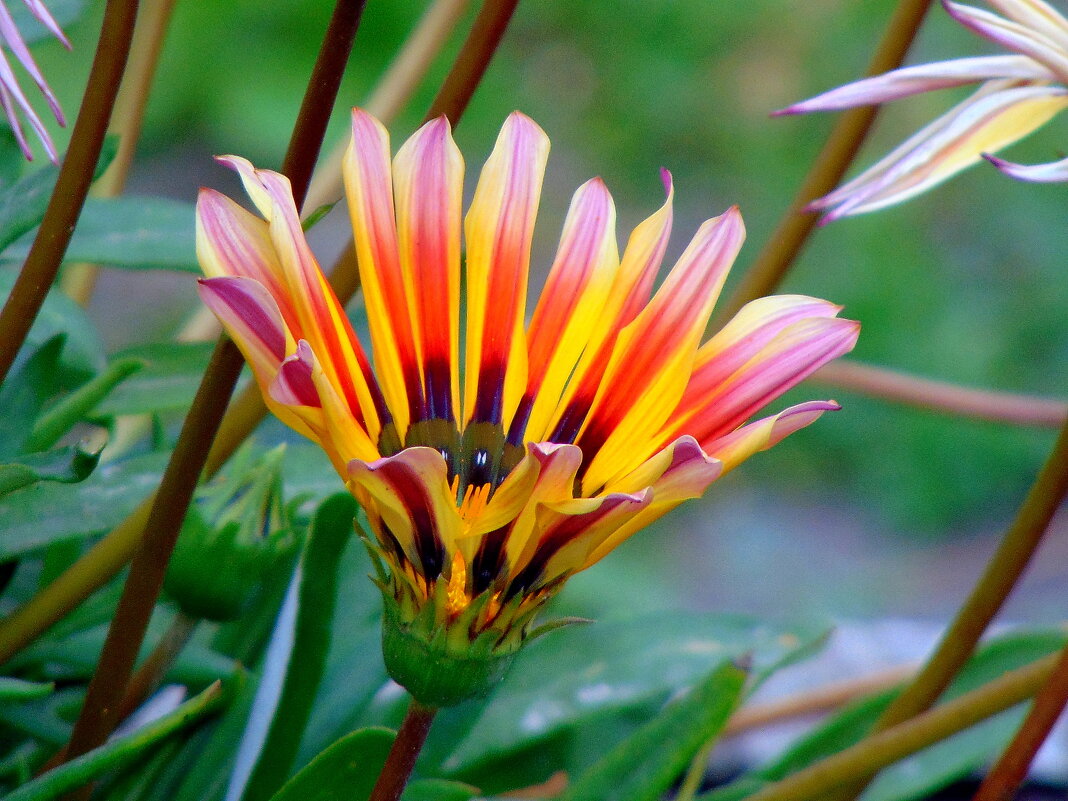 Гацания. - nadyasilyuk Вознюк Гацания. - nadyasilyuk Вознюк