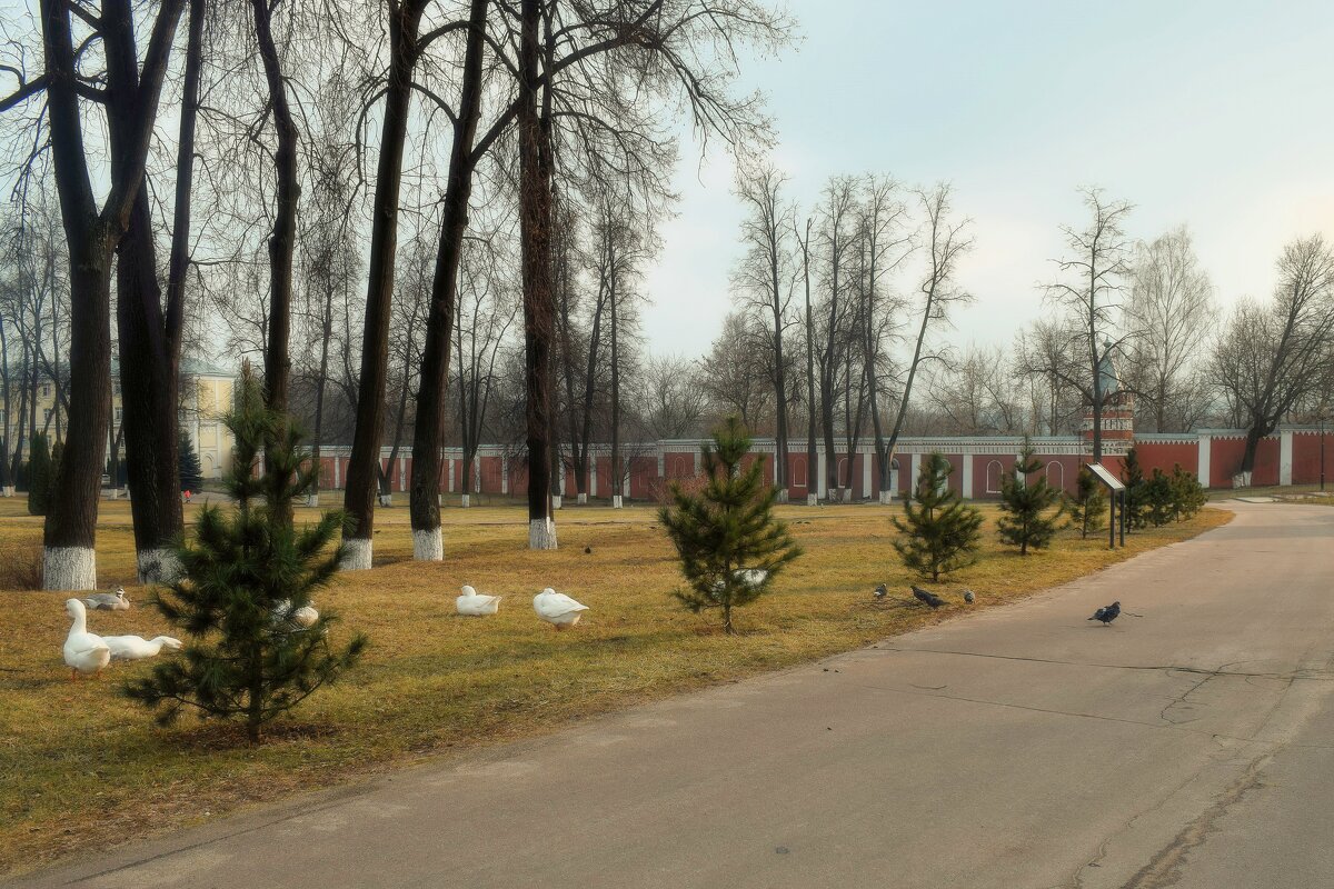 Новые молодые кедры на аллее памяти. - Татьяна Помогалова Новые молодые кедры на аллее памяти. - Татьяна Помогалова