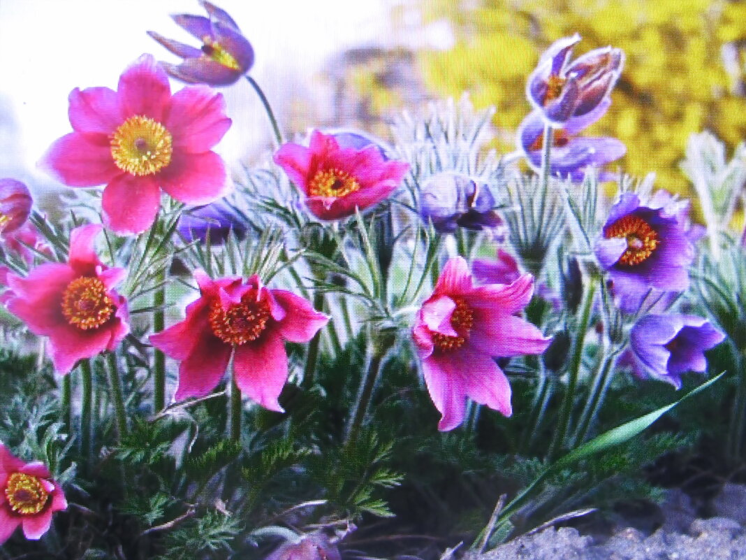 Красота - Людмила Смородинская Красота - Людмила Смородинская