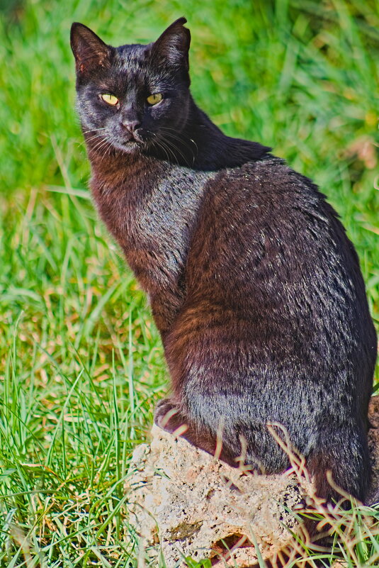 Чёрный кот - Giant Tao / Чёрный кот - Giant Tao /
