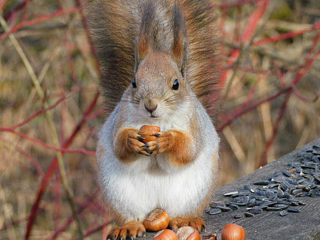 Белка - Лина Белка - Лина