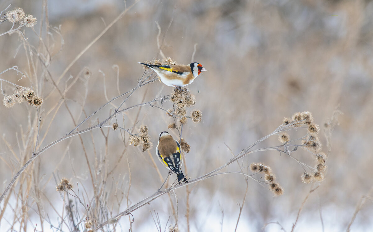 щегол. - юрий макаров щегол. - юрий макаров