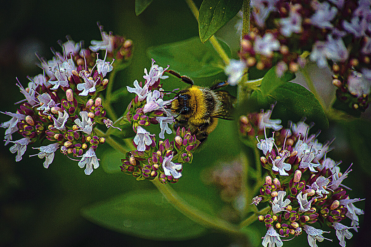 Приятного аппетита - Владимир Кроливец