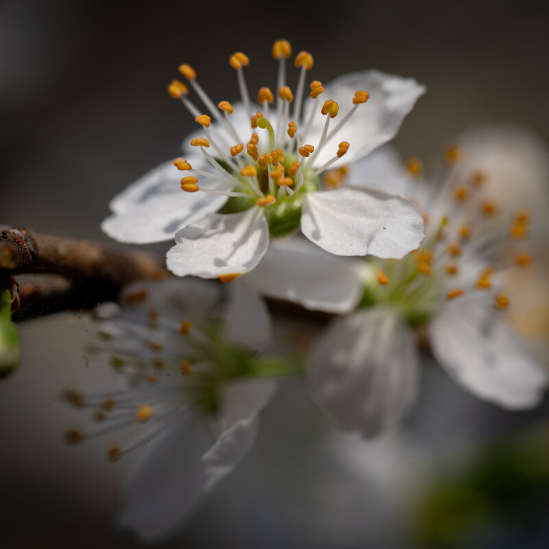 Зацвела алыча... - Referee (Дмитрий) Зацвела алыча... - Referee (Дмитрий)