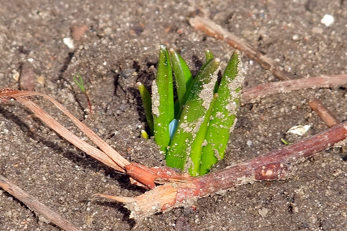 Пролеска просыпается - Фёдор Меркурьев