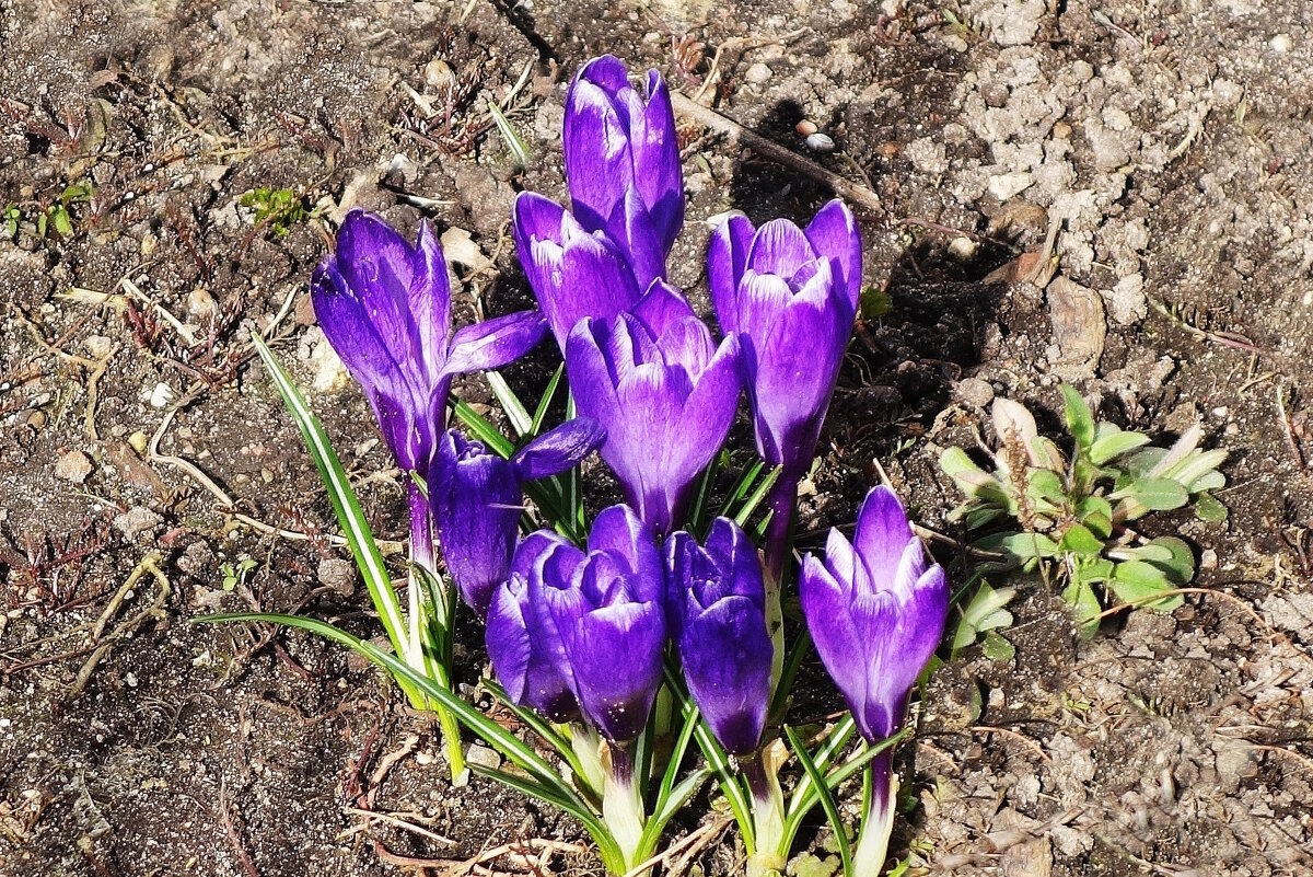 Крокус (шафран) - Рита Симонова Крокус (шафран) - Рита Симонова