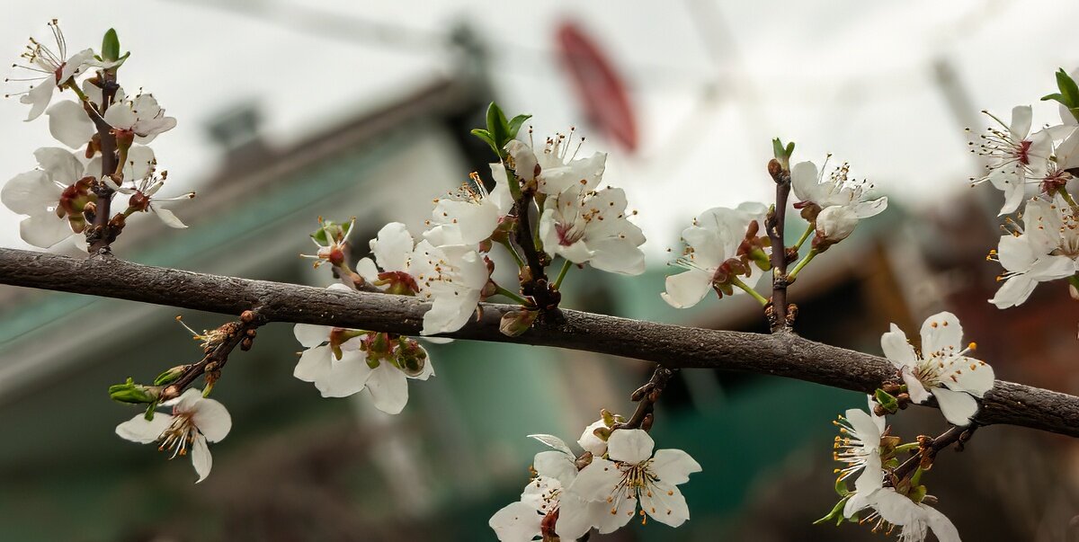 Вчера зацвела алыча - Игорь Сикорский Вчера зацвела алыча - Игорь Сикорский