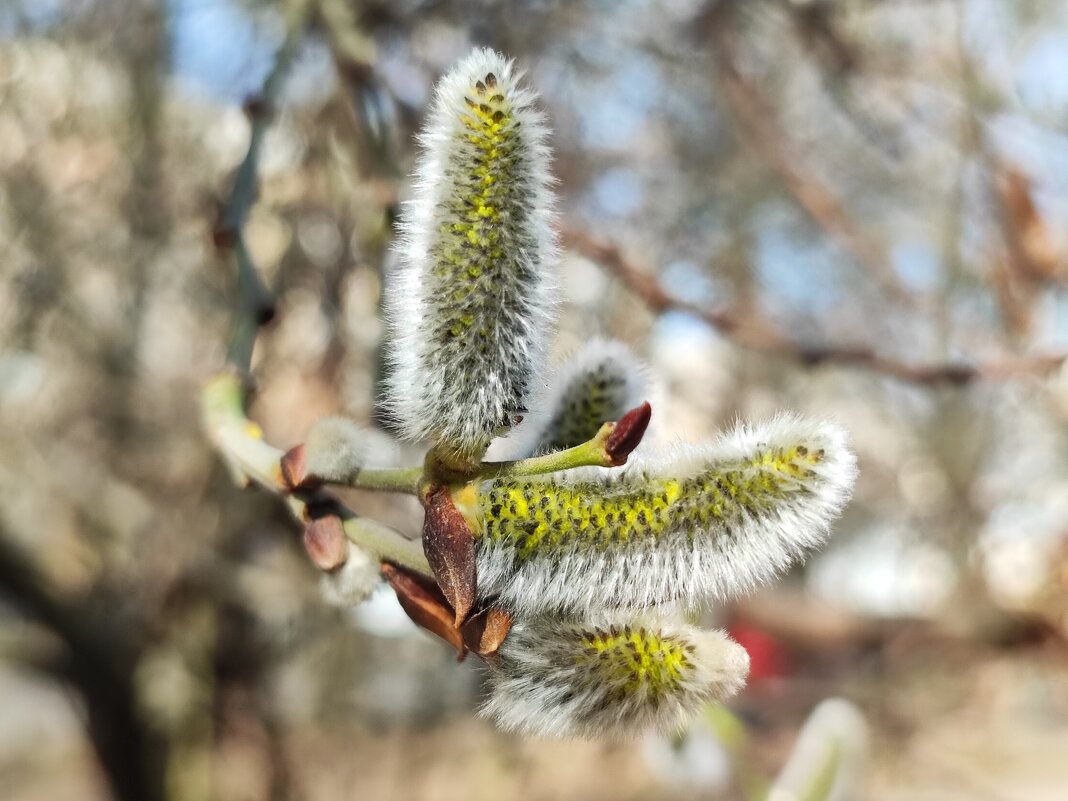 ,,, - Сергей Тимоновский ,,, - Сергей Тимоновский