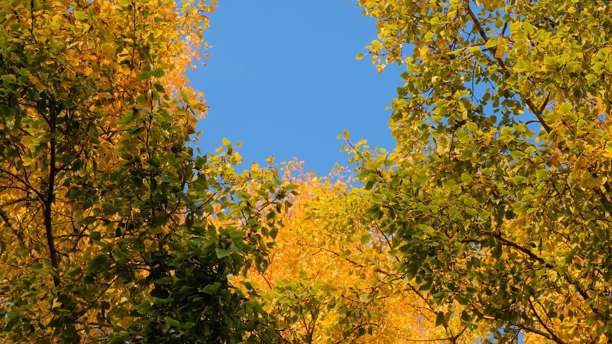 Неба просинь в раме золотой - Олег Зоркий