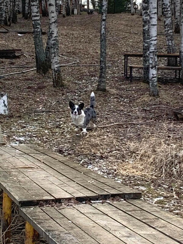 Чак на причале - Ольга Довженко Чак на причале - Ольга Довженко