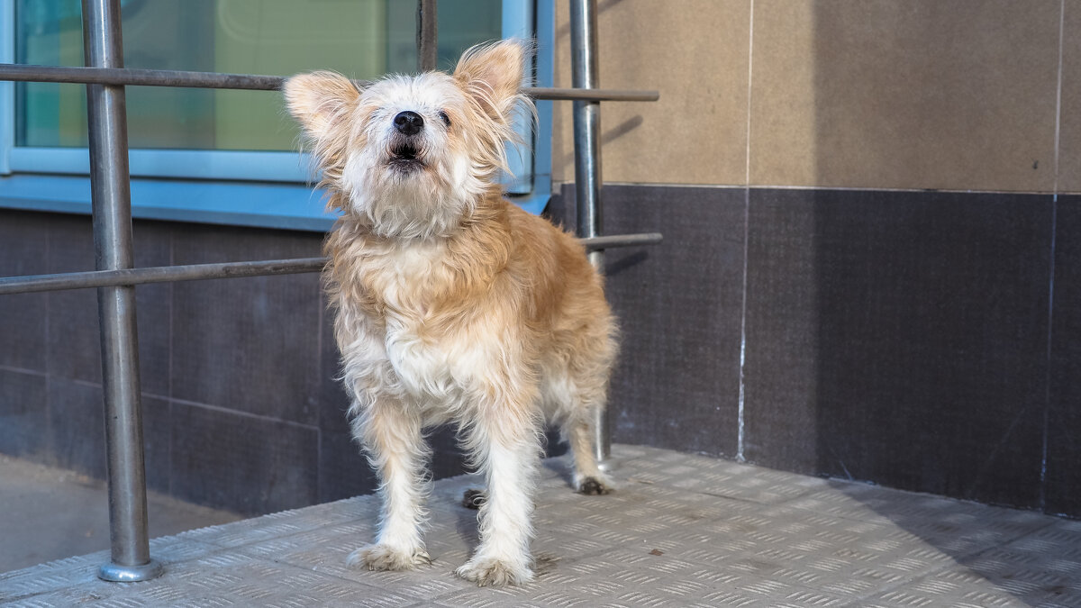 Косматуха - юрий поляков Косматуха - юрий поляков