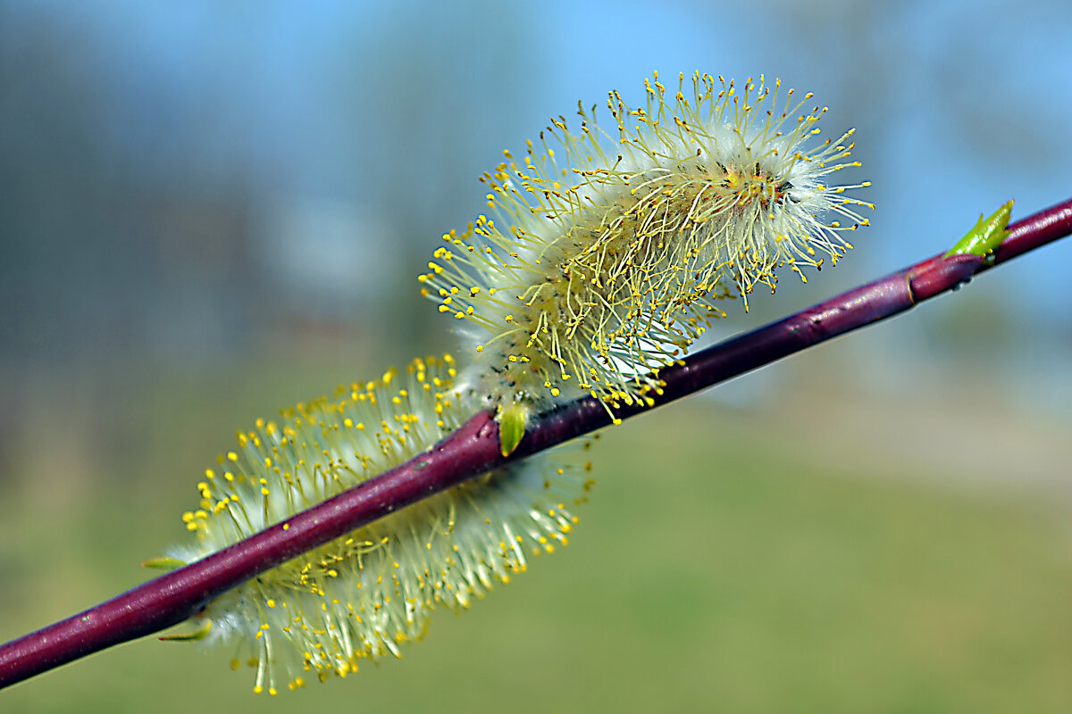 несколько теплых и солнечных дней и вот результат.... - Ольга 