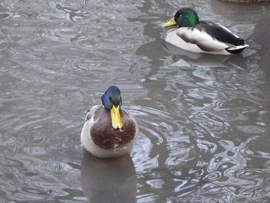 Блаженство... - Freddy 97