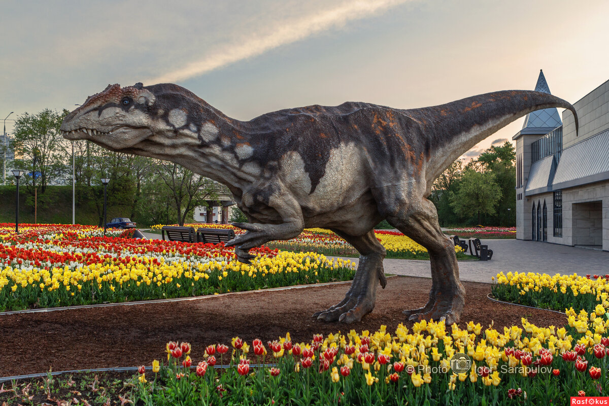 Аллозавр - Игорь Сарапулов Аллозавр - Игорь Сарапулов