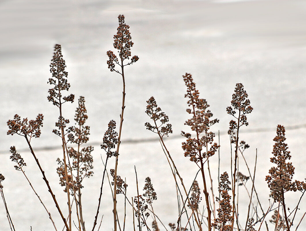 Графика сухостоя - Светлана 