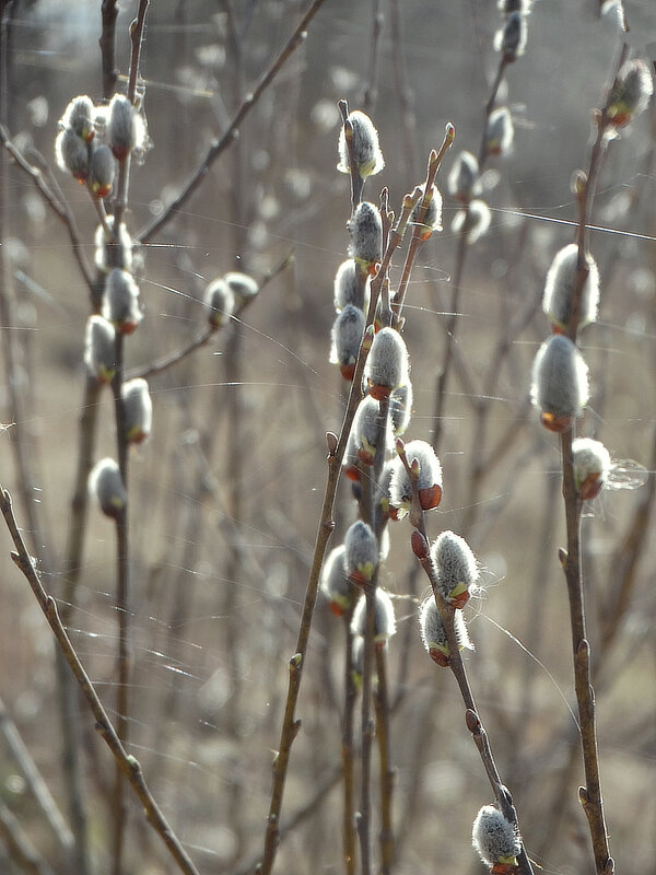 Весна - Елена Макарова Весна - Елена Макарова