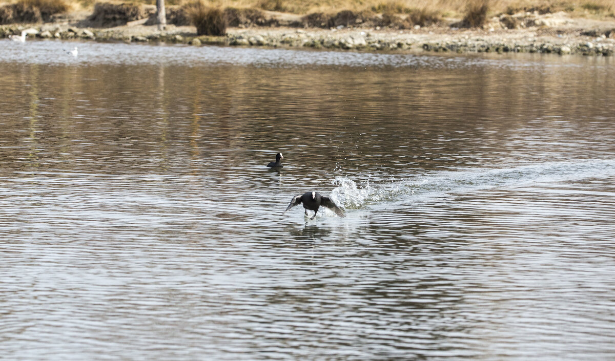 За мечтой.... - Светлана Тихонина За мечтой.... - Светлана Тихонина