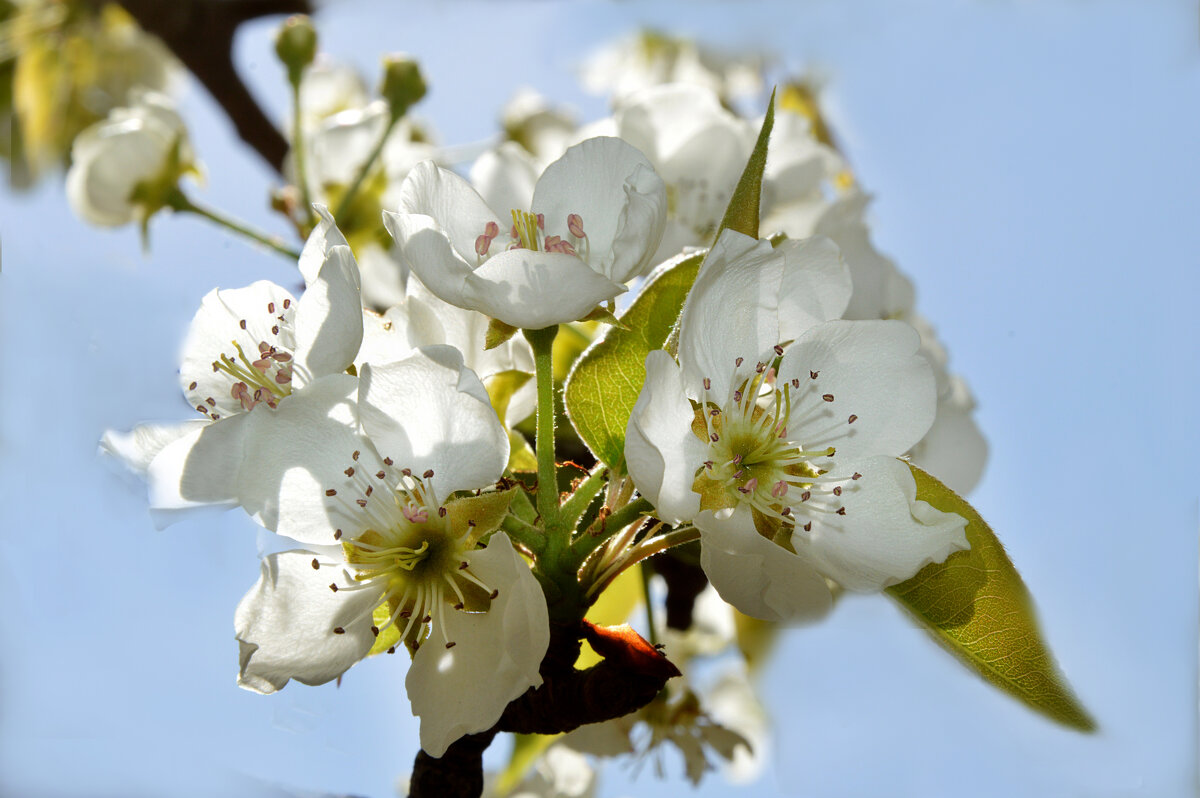 Груша - Надежда Куркина Груша - Надежда Куркина