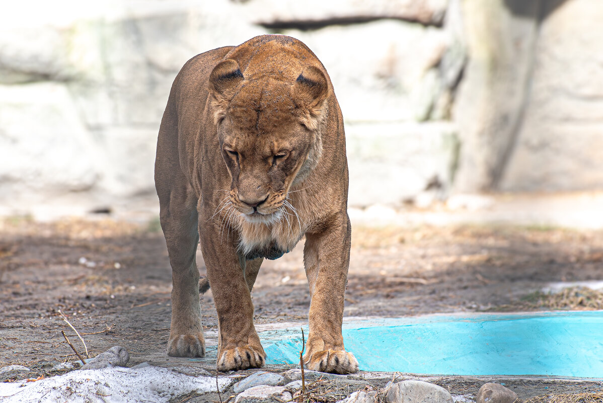 Львица Найтирия - Михаил Измайлов