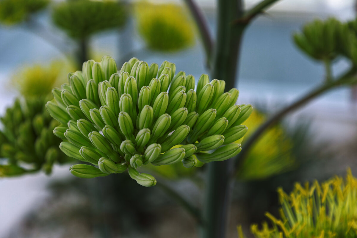 Цветочек - валерий 