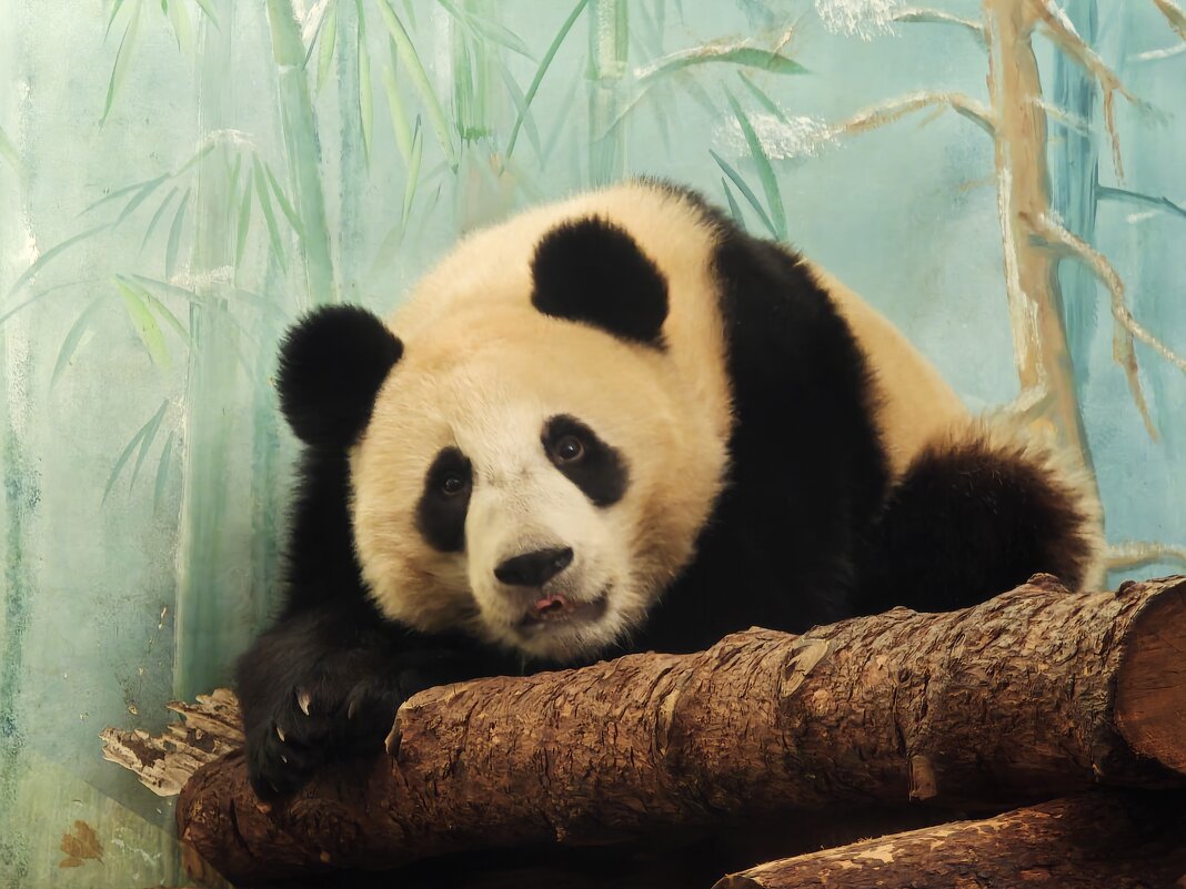 Панда Катюша из Московского зоопарка - <<< Наташа >>>