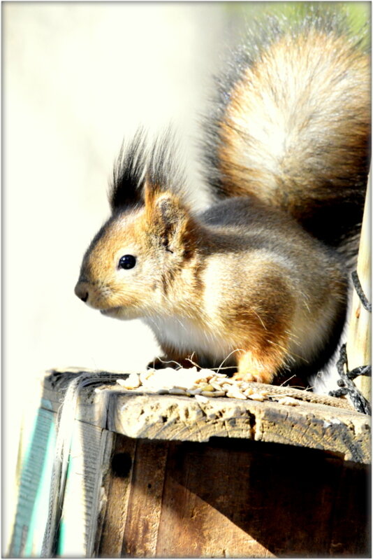 Весенняя белка  на кормушке - 5 - Сергей 