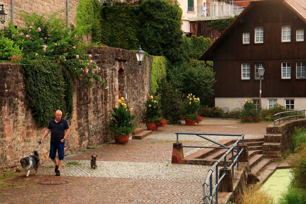 Утренняя прогулка - Юрий. Шмаков
