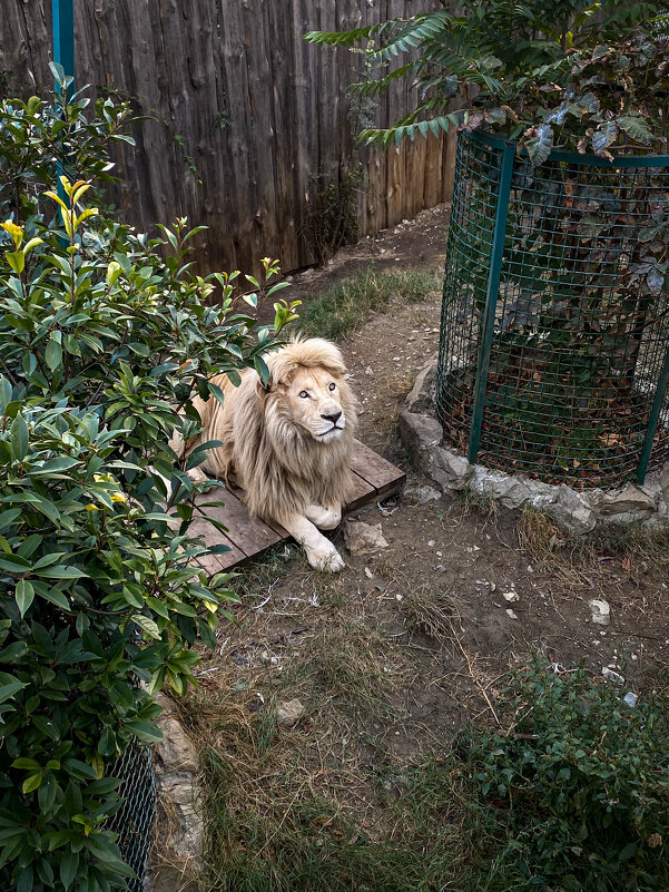 Царь - Татьяна Аникина