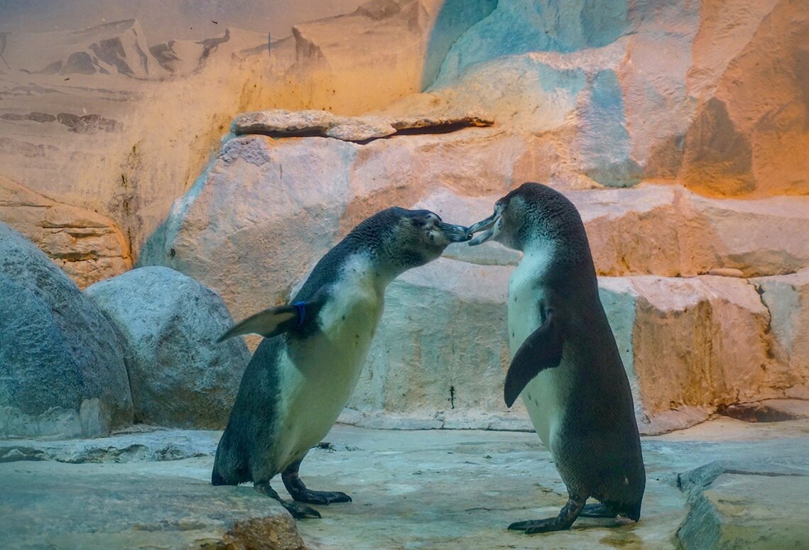 В московском зоопарке - Ольга 