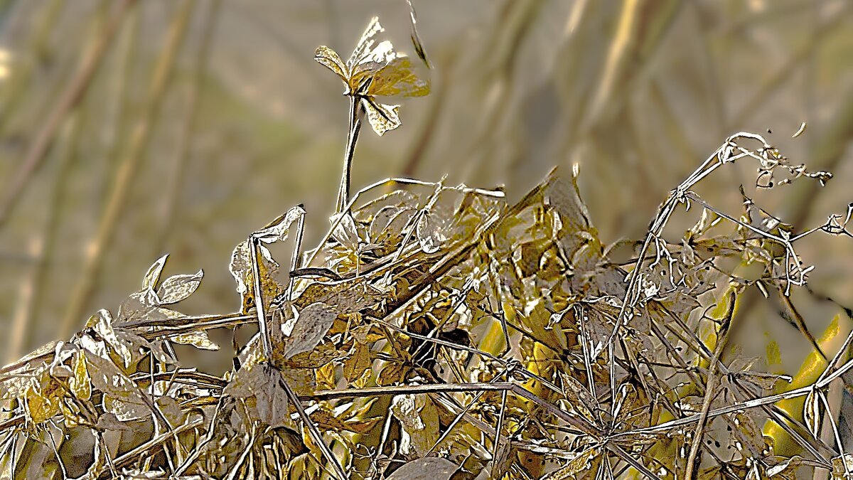 ***трава- суховей*** - Olga Oskolkova ***трава- суховей*** - Olga Oskolkova