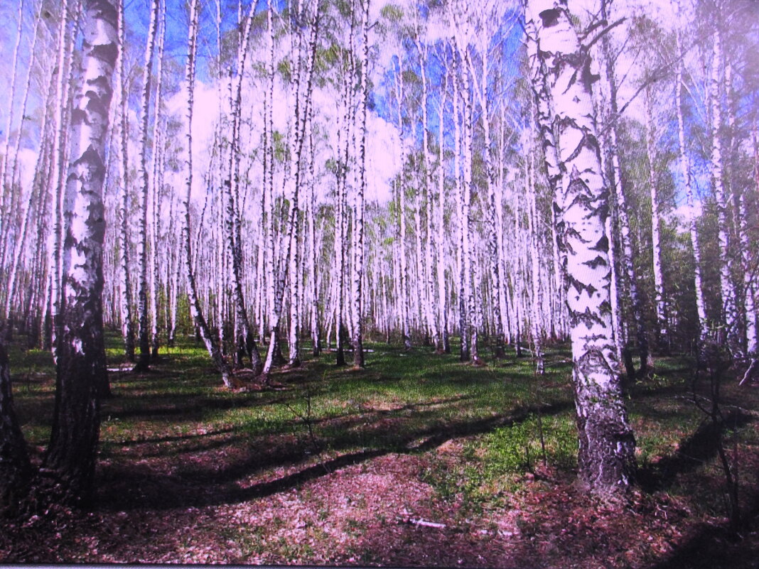 Солнечный денёк - Людмила Смородинская Солнечный денёк - Людмила Смородинская