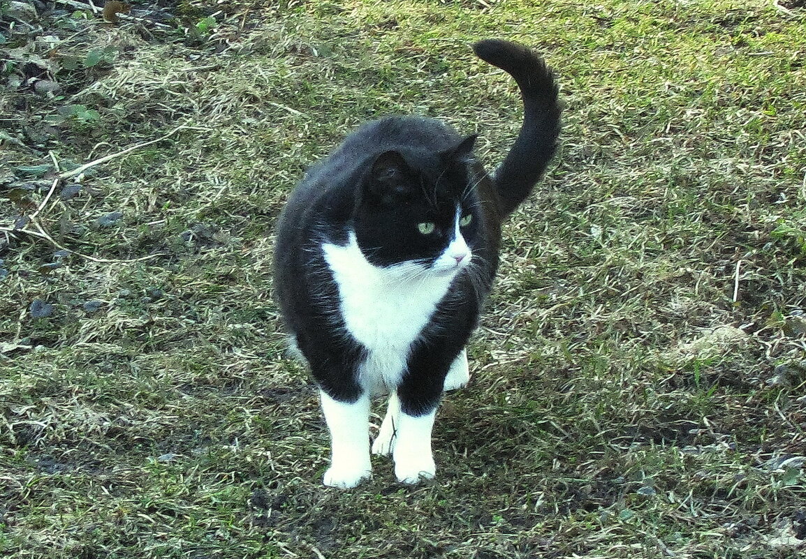 Проверяет, всё ли нормально в саду - Людмила Смородинская Проверяет, всё ли нормально в саду - Людмила Смородинская