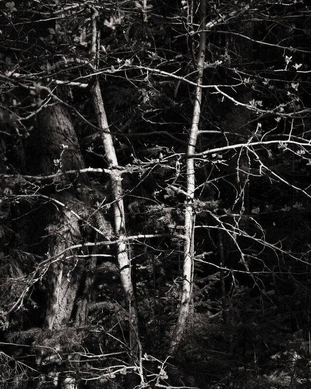 Название отсутствует - Денис Безногов Название отсутствует - Денис Безногов