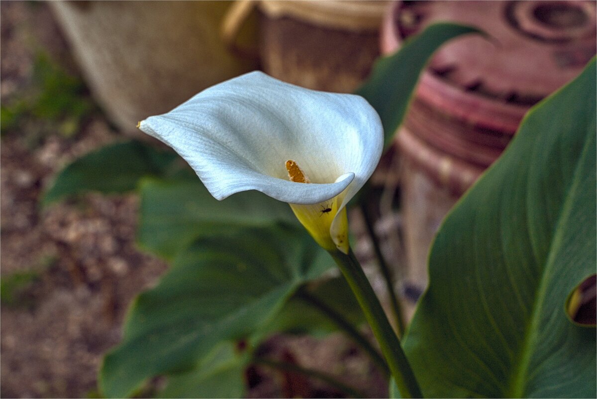 Цветы 2025г - ujgcvbif 