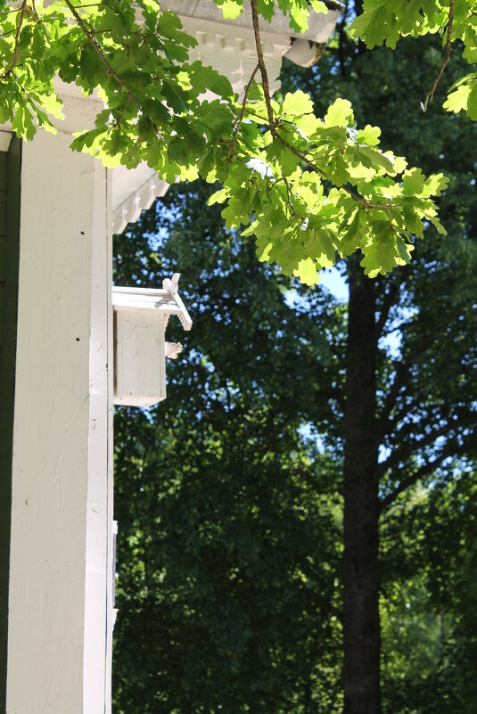 Июньское утро - Олег Зоркий