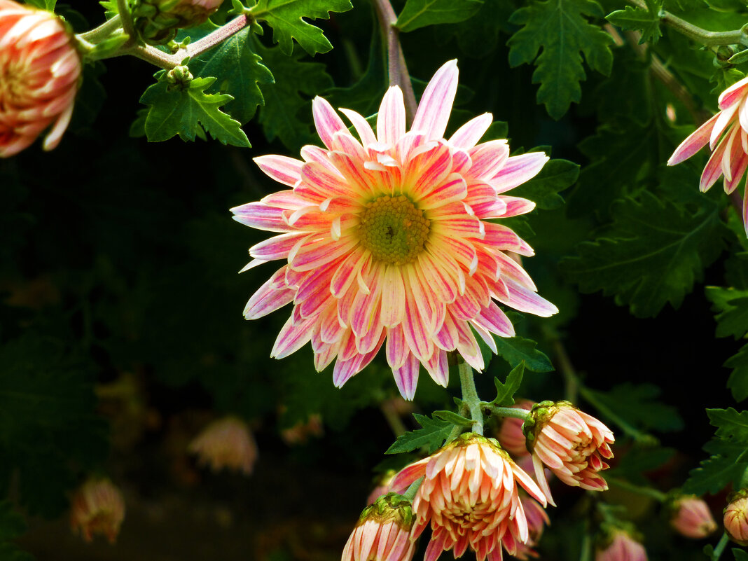 Веточка  Хризантемы - Валентин Семчишин