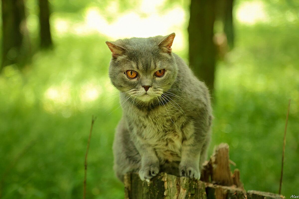 3761 - Alex . 3761 - Alex .