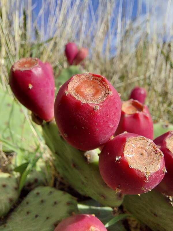 Плоды крымской опунции - ИРЭН@ . Плоды крымской опунции - ИРЭН@ .