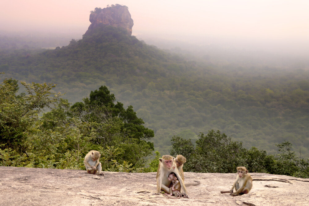 Семейство макак на фоне г. Сигирия - Галина Ильясова Семейство макак на фоне г. Сигирия - Галина Ильясова