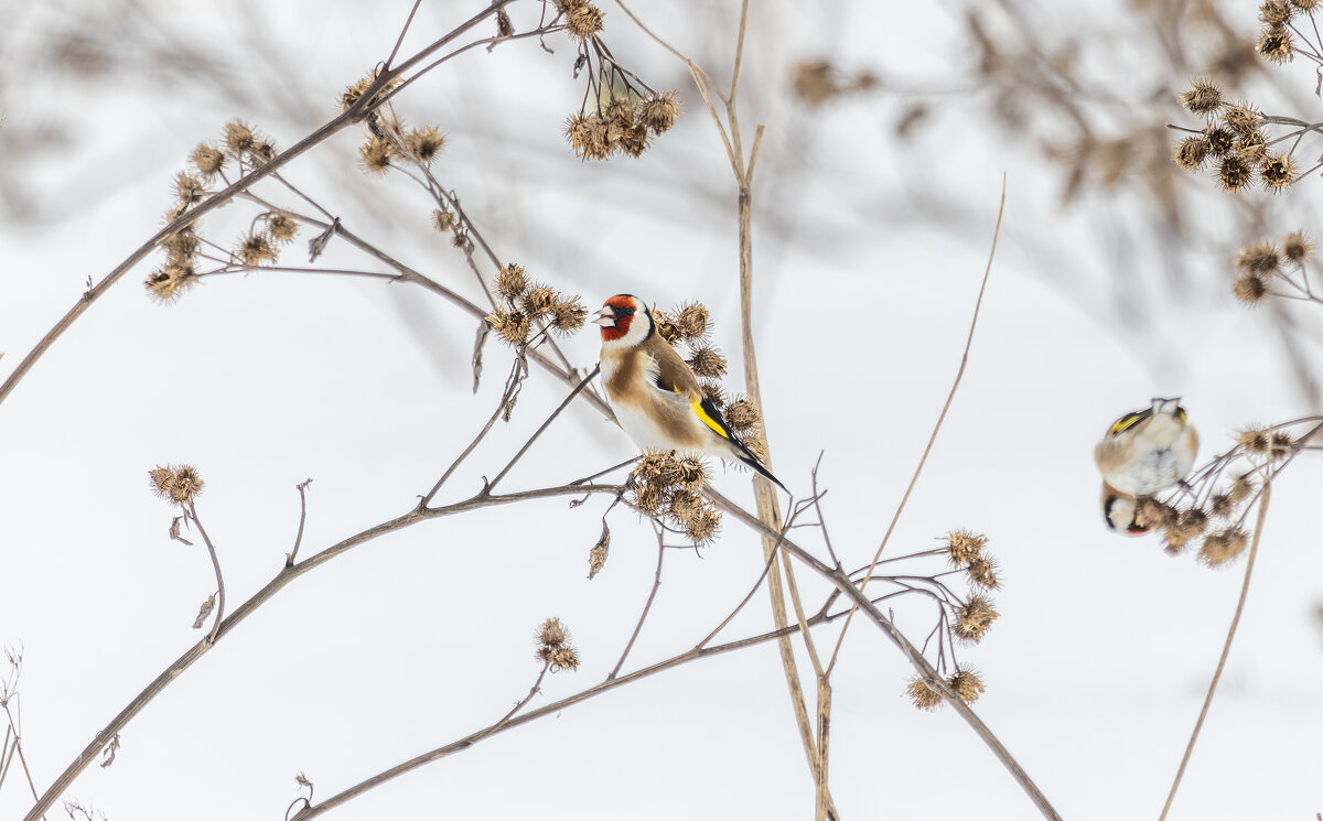 щегол. - юрий макаров