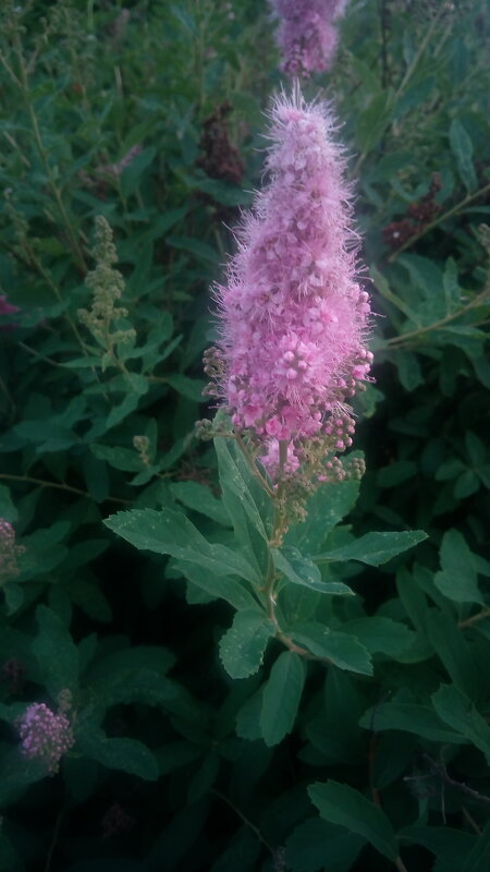 ,,, - Сергей Тимоновский